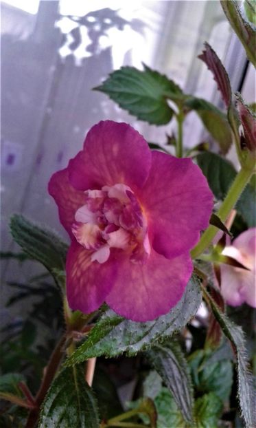  - Achimenes Nia 2020