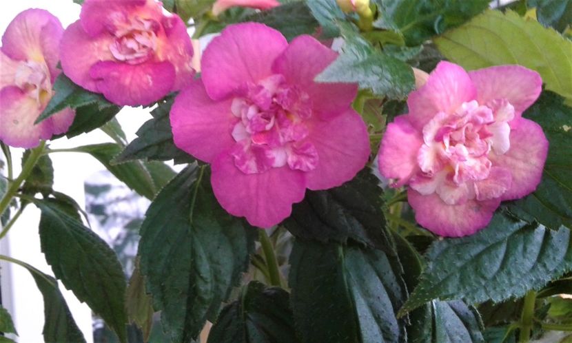  - Achimenes Nia 2020