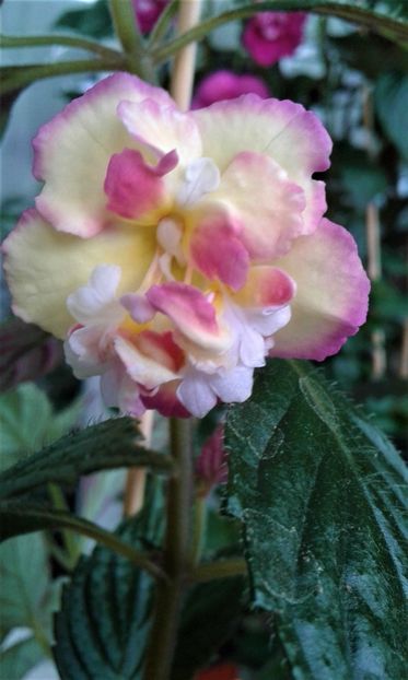  - Achimenes Nia 2020