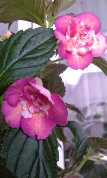  - Achimenes Nia 2020