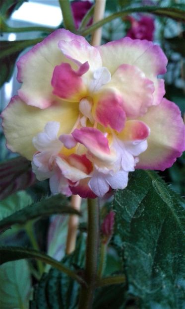  - Achimenes Nia 2020