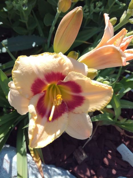 Custard Candy - Hemerocallis 2020