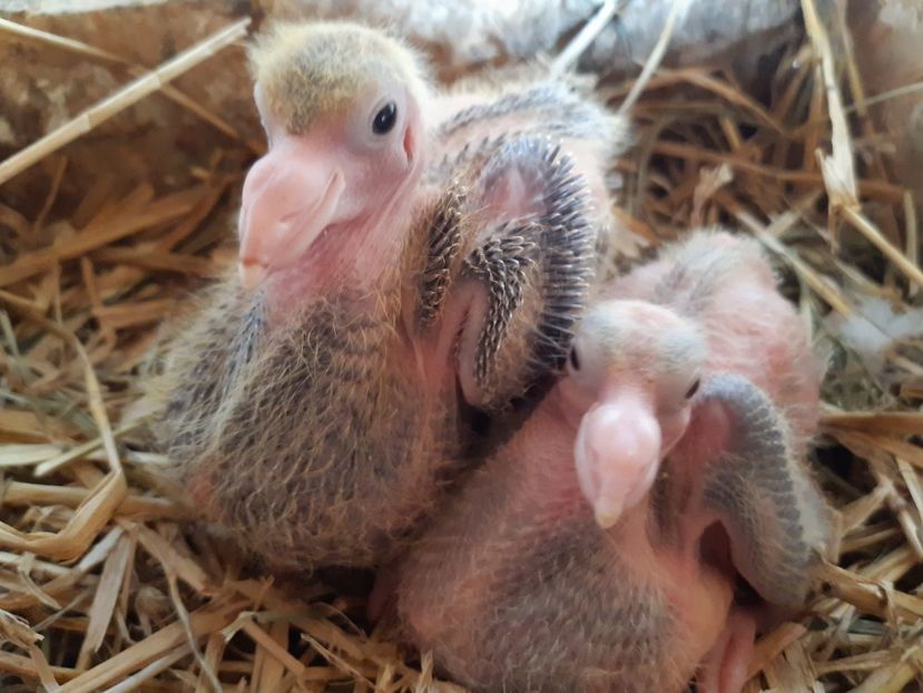 M  - Galben   si  F  -  Rosie  . - 05 PUI TEXANI 2020