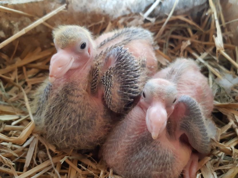  - 05 PUI TEXANI 2020