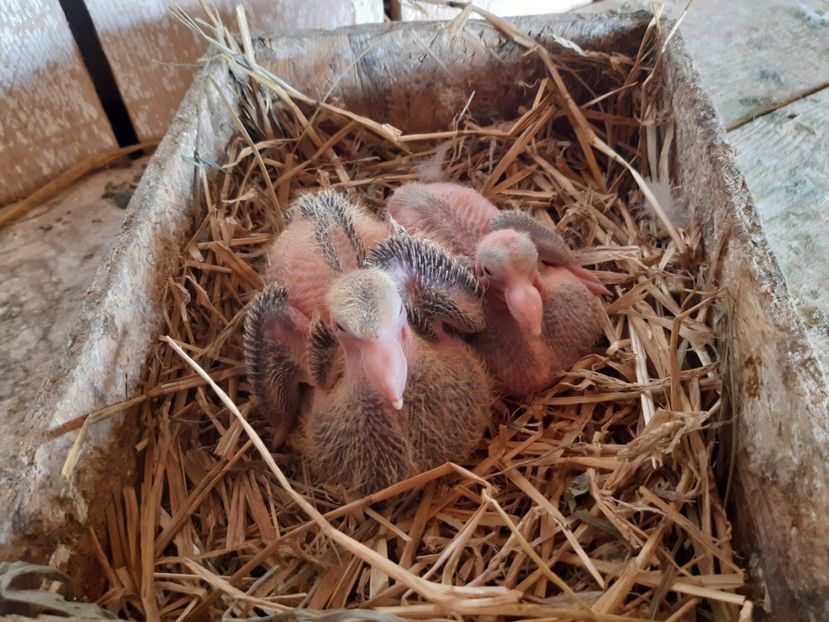 M - Galben   si  F - Rosie  . - 05 PUI TEXANI 2020