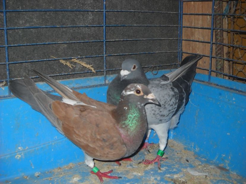  - UNDEVA IN SUCEAVA arhiva