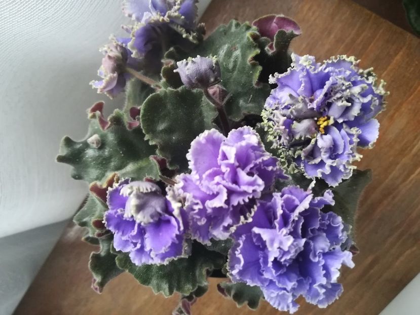 Ruffled Skies ll - A-Flori 2020