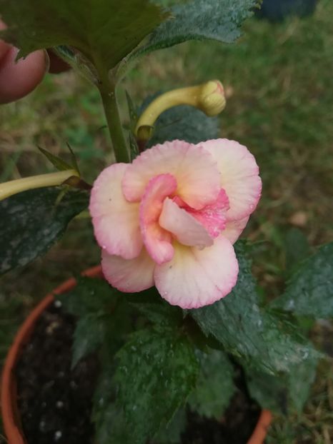 Lemon Orchard - A-Flori 2020