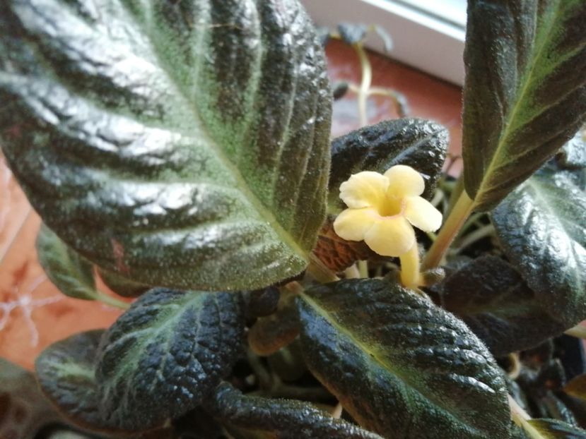  - Episcia