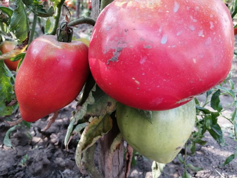  - Gradina cu legume-2017-acasa recolte 2018 - 2023