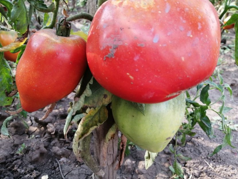  - Gradina cu legume-2017-acasa recolte 2018 - 2023