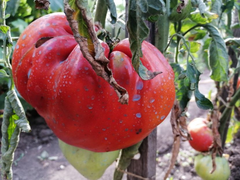  - Gradina cu legume-2017-acasa recolte 2018 - 2023