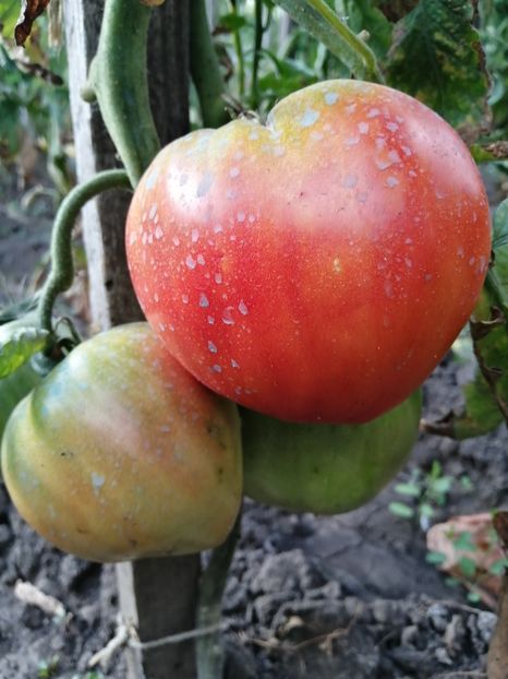  - Gradina cu legume-2017-acasa recolte 2018 - 2023