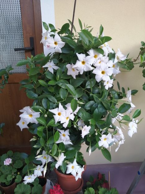  - Frumuseti la casa parinteasca
