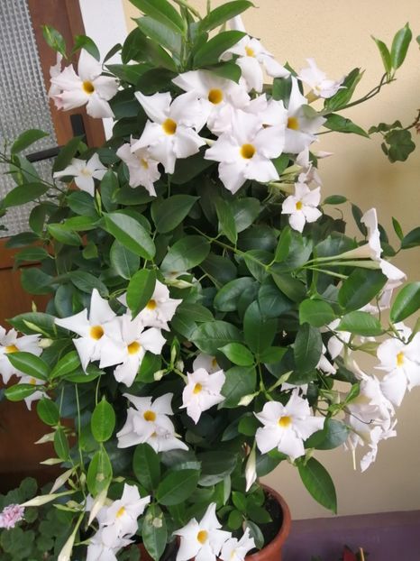  - Frumuseti la casa parinteasca