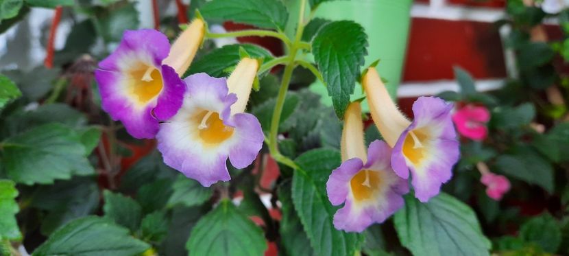  - BriDs Estrella de Oro