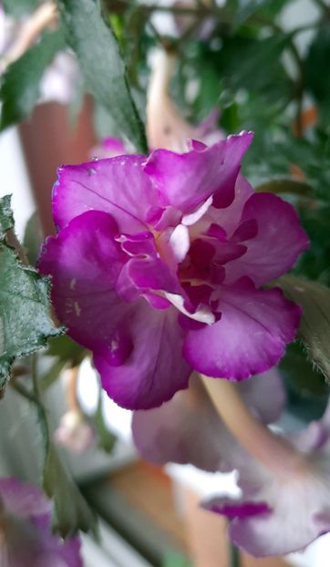 cea mai buna versiune pana acum :) - Oxygen