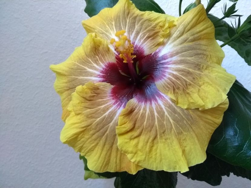  - Hibiscus din seminte 2020-2021