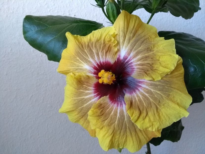  - Hibiscus din seminte 2020-2021