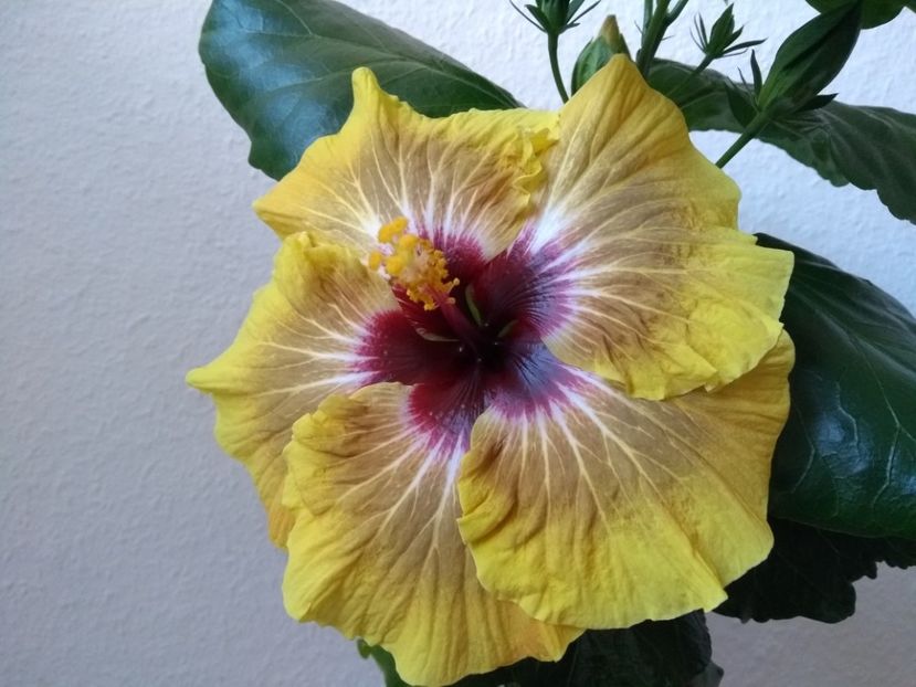  - Hibiscus din seminte 2020-2021