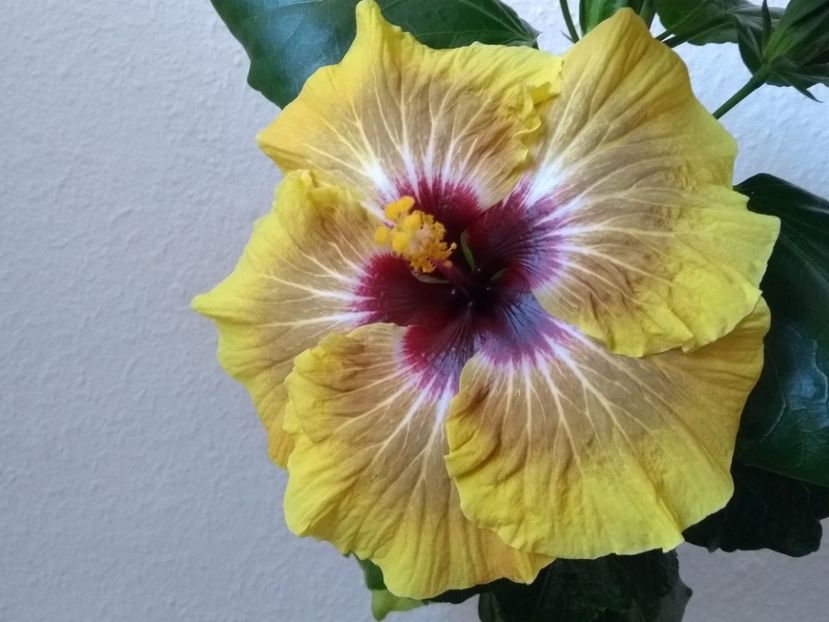  - Hibiscus din seminte 2020-2021