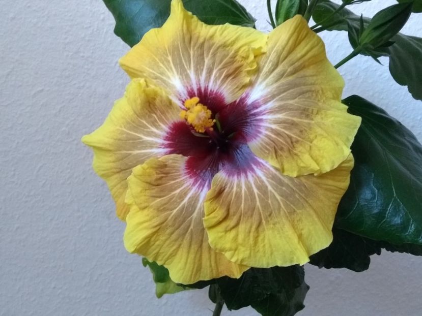  - Hibiscus din seminte 2020-2021