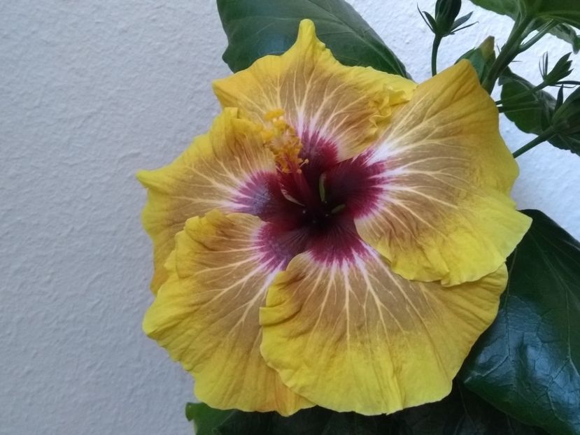  - Hibiscus din seminte 2020-2021