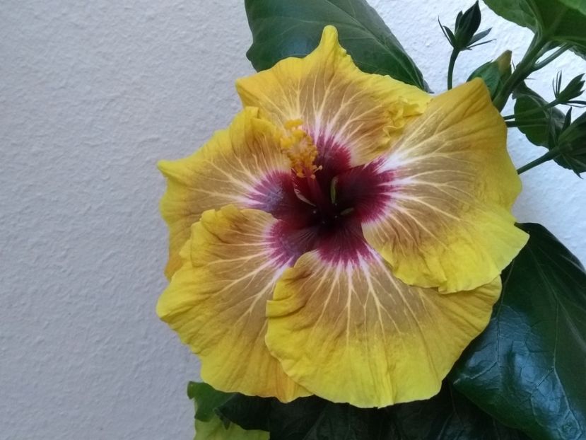  - Hibiscus din seminte 2020-2021