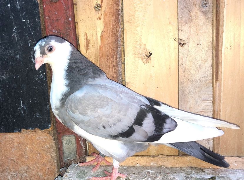 8749  femelă  2020_2 - tineret 2020