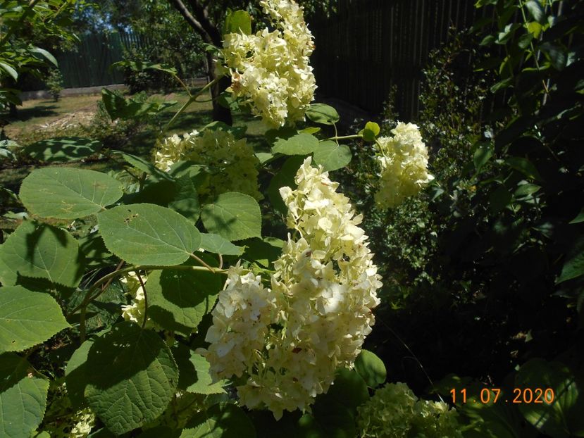  - 1Azalee-rhododendroni-heleborusi-hortensii-hoste 2020