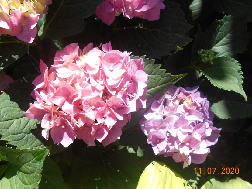  - 1Azalee-rhododendroni-heleborusi-hortensii-hoste 2020