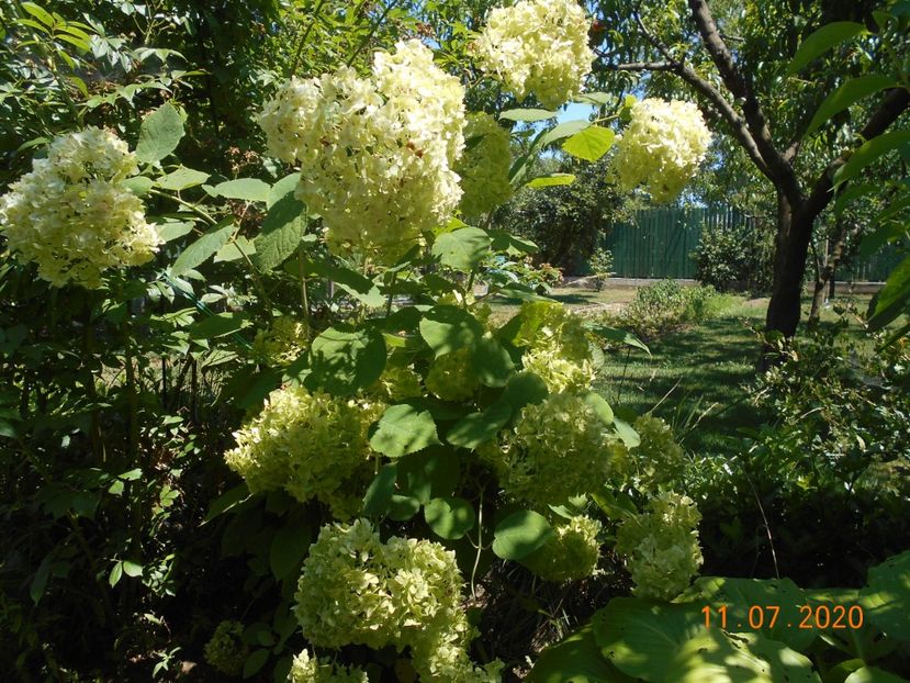  - 1Azalee-rhododendroni-heleborusi-hortensii-hoste 2020