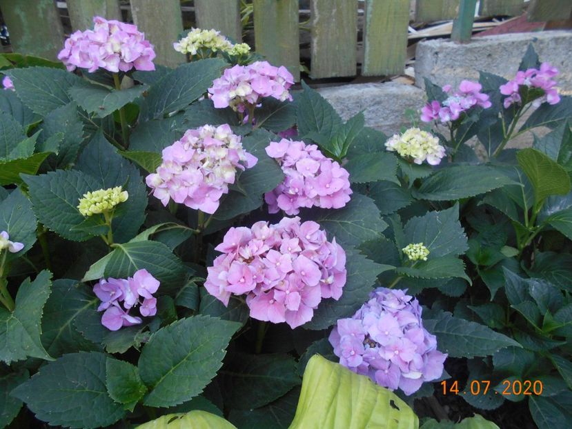  - 1Azalee-rhododendroni-heleborusi-hortensii-hoste 2020