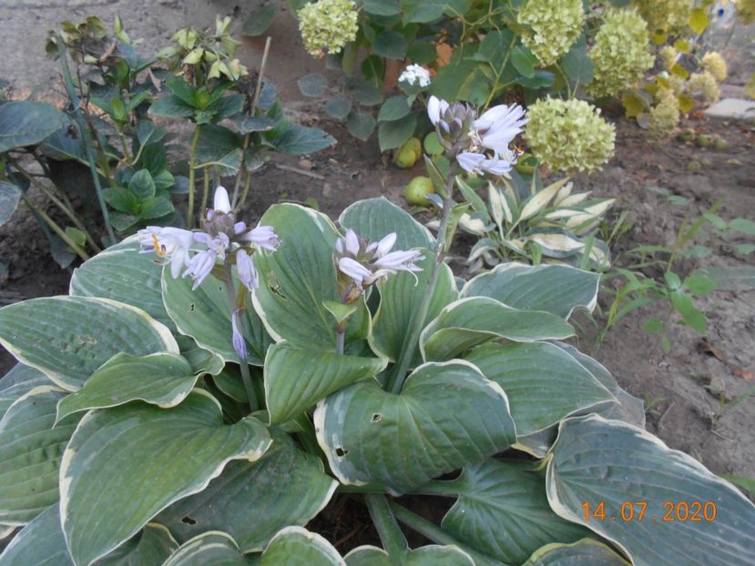  - 1Azalee-rhododendroni-heleborusi-hortensii-hoste 2020