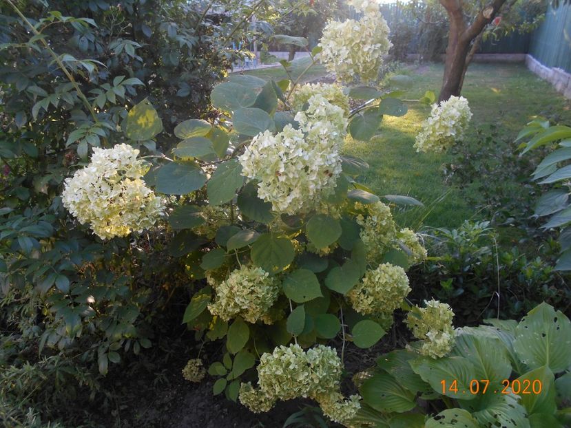  - 1Azalee-rhododendroni-heleborusi-hortensii-hoste 2020