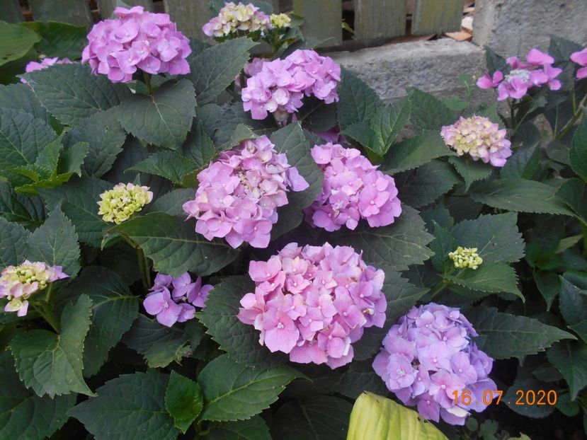  - 1Azalee-rhododendroni-heleborusi-hortensii-hoste 2020