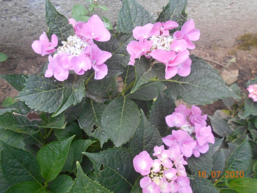  - 1Azalee-rhododendroni-heleborusi-hortensii-hoste 2020