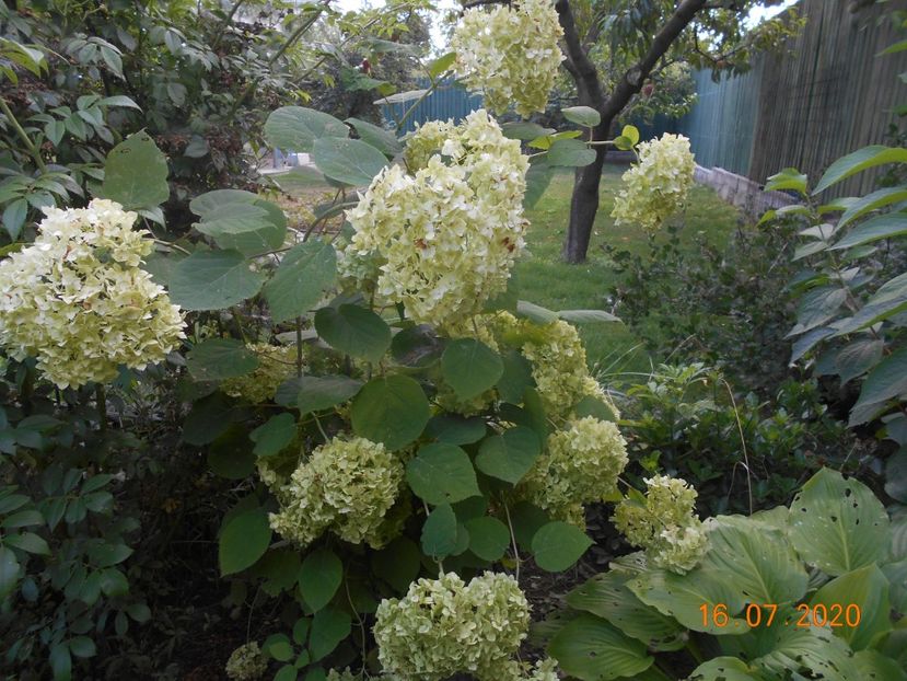  - 1Azalee-rhododendroni-heleborusi-hortensii-hoste 2020