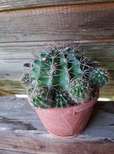  - cactusi