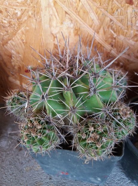  - cactusi