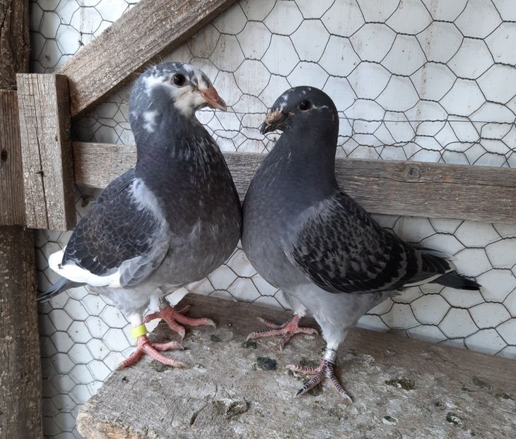  - Voiajori standard pui 2020