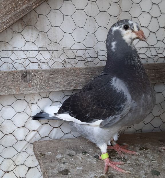  - Voiajori standard pui 2020