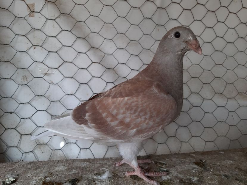  - Voiajori standard pui 2020