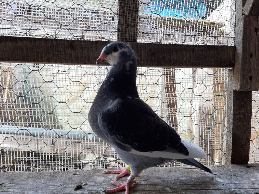  - Voiajori standard pui 2020