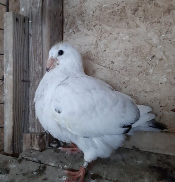  - Voiajori standard pui 2020