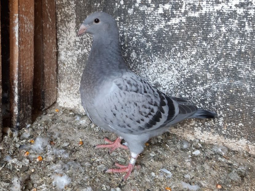  - Voiajori standard pui 2020