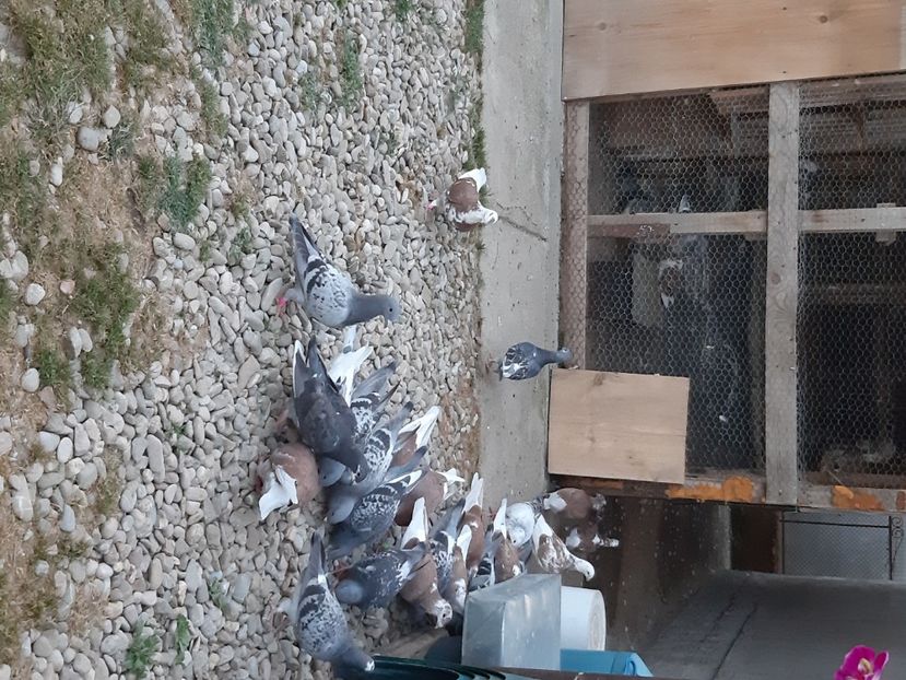  - Voiajori standard pui 2020