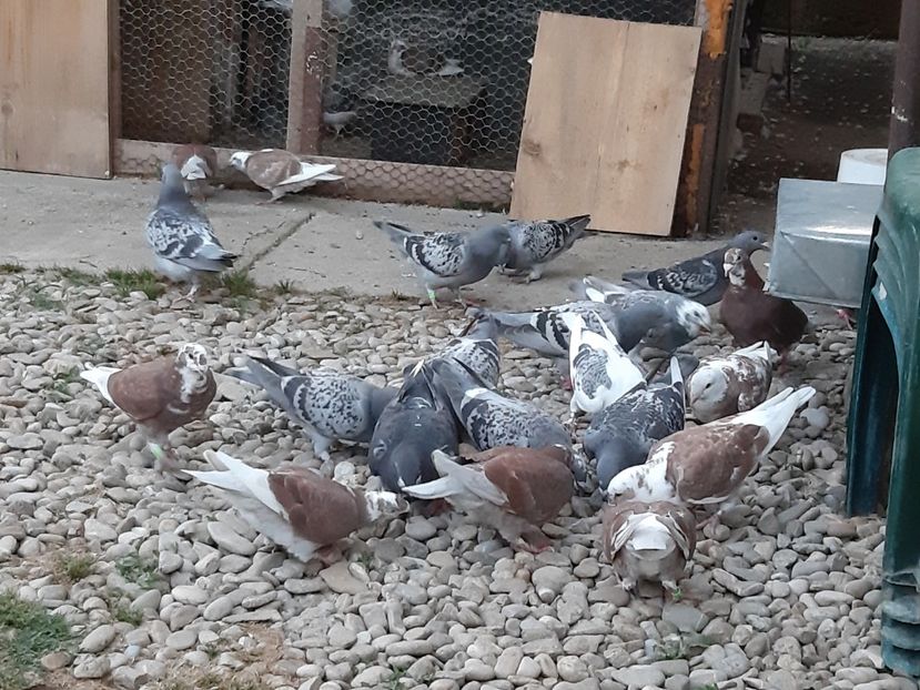  - Voiajori standard pui 2020