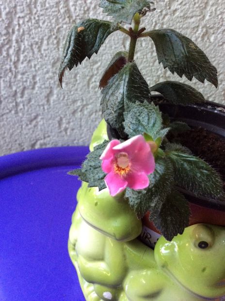 Arletta Pink - Achi cu 6 petale