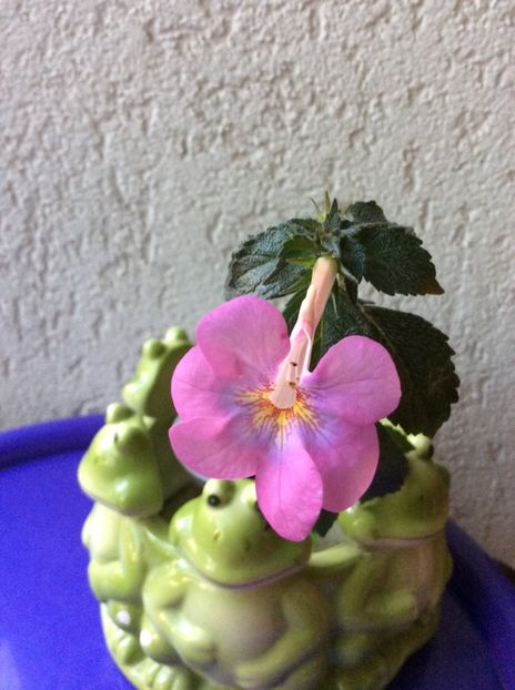 Pearly Queen - Achi cu 6 petale